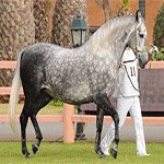 origin and characteristics of Arabian barb horses