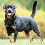 origin and characteristics of rottweilers